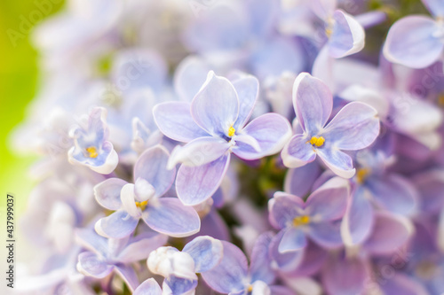 Lilac in the garden. Blooming lilac-purple flowers, selective focus. A branch of lilac in the sunlight. They bloom in spring. Selective focus.