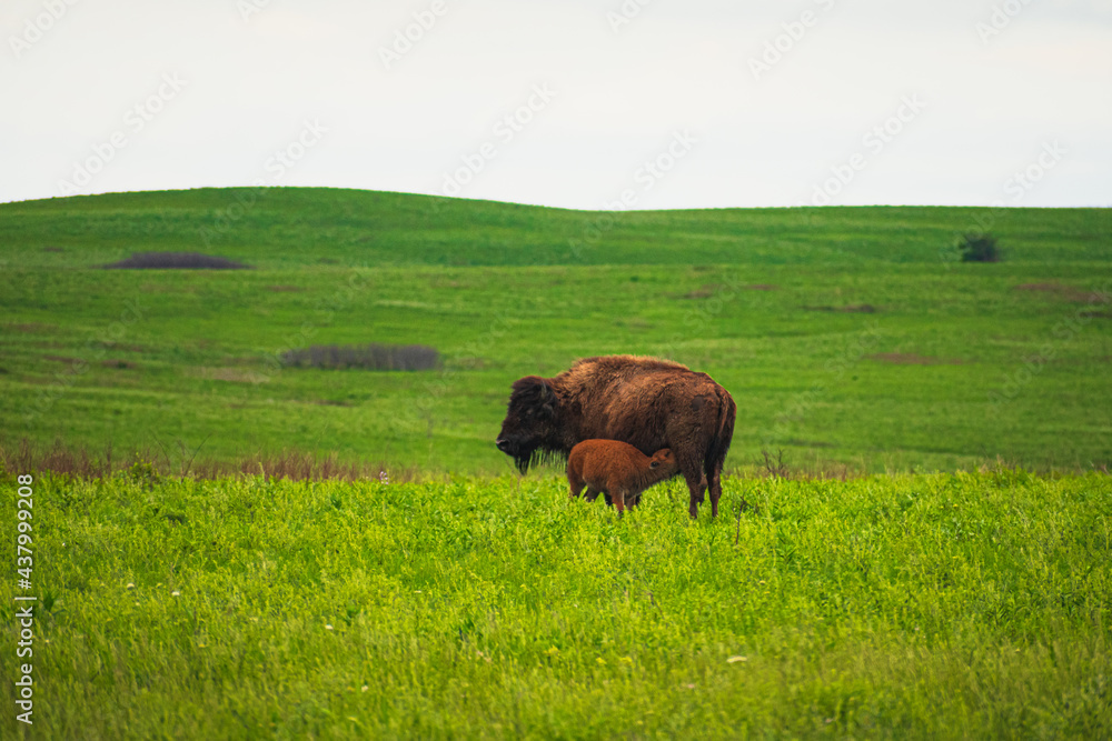 buffalo calf nursing in the field