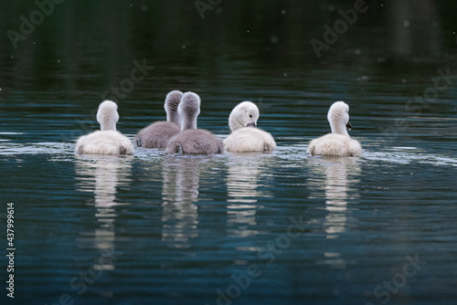 swans on the river