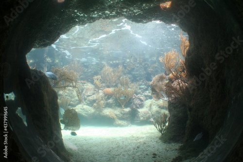 Warmer Water Diving Spot in Underwater Coral Cave, Caribbean Sea, Mexico, Central America - Submarine