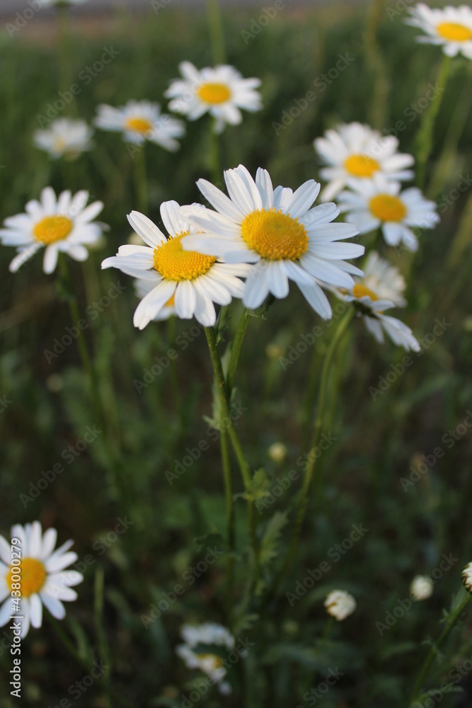 dark green meadow full of daisies in summer