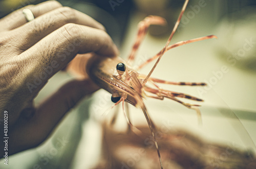 Live orange spot prawns actually they were taste photo