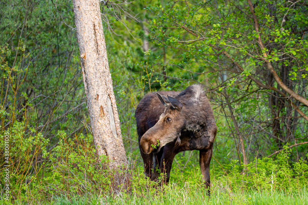 Female Moose (Alces alces) eating in Jackson Hole Wyoming in late May Female Moose (Alces alces) eating in Jackson Hole Wyoming in late May
