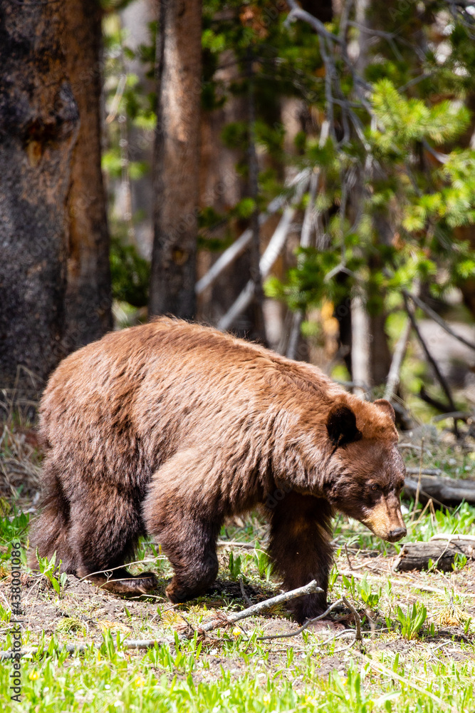 Large female cinnamon phase black bear (Ursus americanus) searches for food in Yellowstone National Park in late May