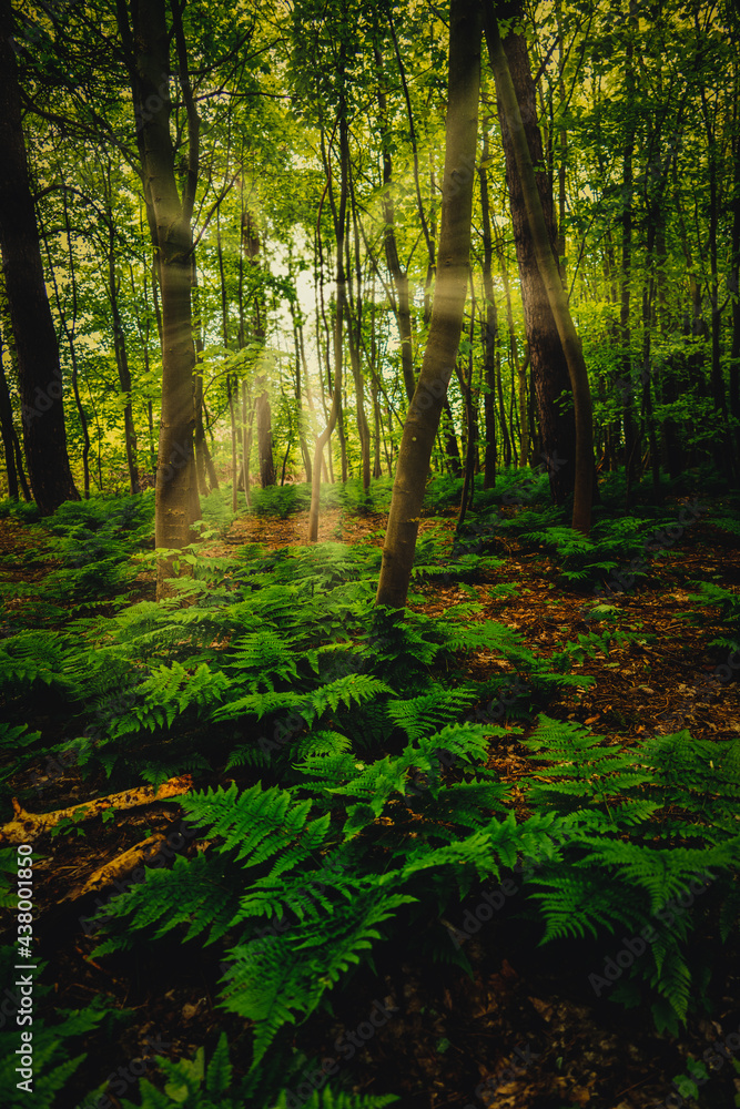 Sonnenstrahlen durch Bäume, Farn, Wald, Licht