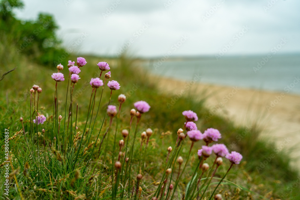 Grasnelken, Sylt, Nordsee, Küste, Blumen