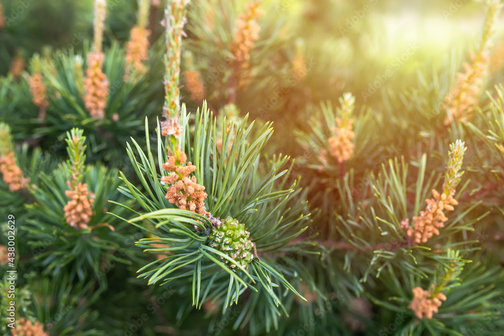 Sunset among pine branches. Male cones of a pine. Collect pine shoots during growth period for cooking broths. Sunset among pine branches. Male cones of a pine. Collect pine shoots during growth period for cooking broths.