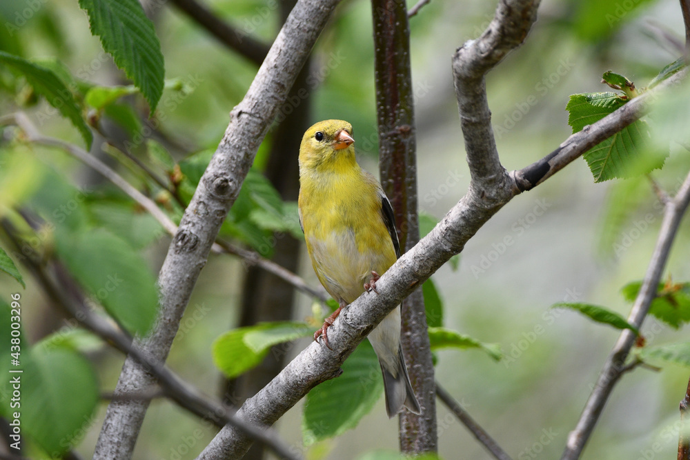 Female American Goldfinch perched on a branch