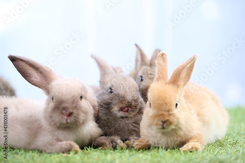 Adorable young rabbits family in group on green grass. Lovely bunnies with white curtain as background.