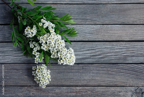 Branch with white Spirea flowers and green leaves on gray wooden background, copy space