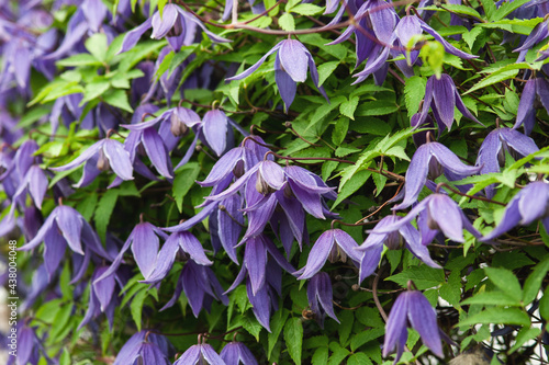 Siberian or Alpine clematis blooming with purple flowers, closeup photo