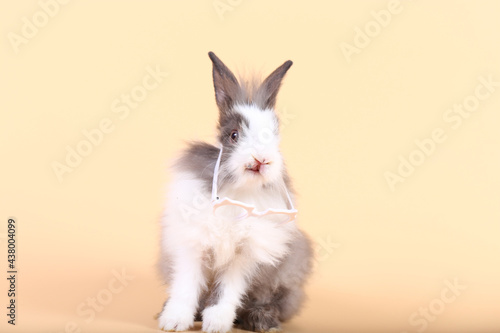 Adorable little baby rabbit on light orange background. Young cute baby bunny sit lively. Fluffy pet in studio.