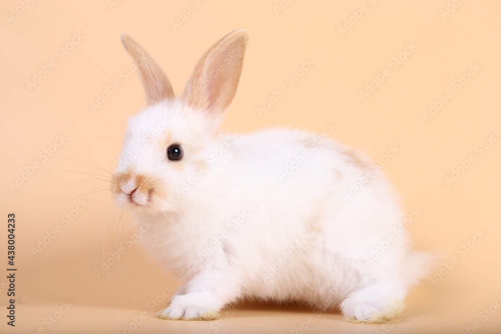 Adorable little baby rabbit on light orange background. Young cute baby bunny sit lively. Fluffy pet in studio.