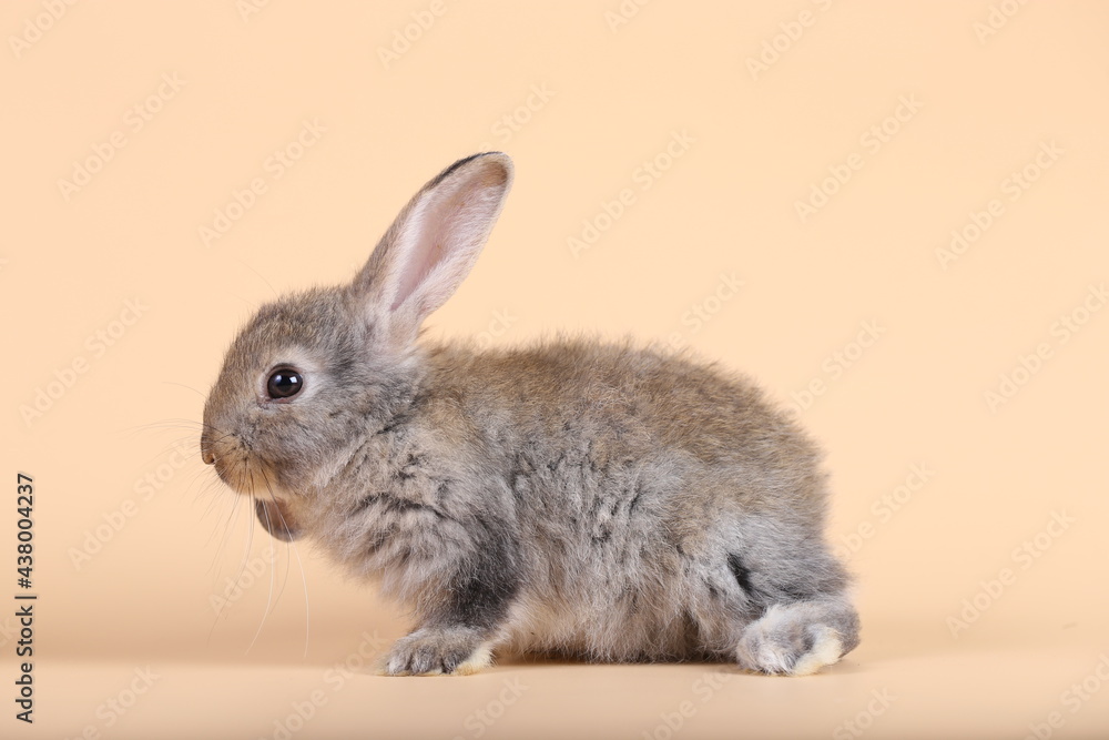 Adorable little baby rabbit on light orange background. Young cute baby bunny sit lively. Fluffy pet in studio. Adorable little baby rabbit on light orange background. Young cute baby bunny sit lively. Fluffy pet in studio.