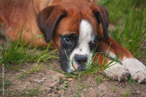 sad boxer dog. beautiful dog with a sad look © Taras