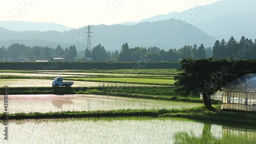 田植え後の水田　6月　秋田県　田園風景