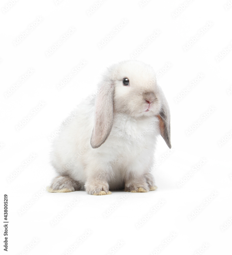 Young adorable bunny sits on white background. Cute baby rabbit for Easter and new born celebretion. 2 months pet Young adorable bunny sits on white background. Cute baby rabbit for Easter and new born celebretion. 2 months pet