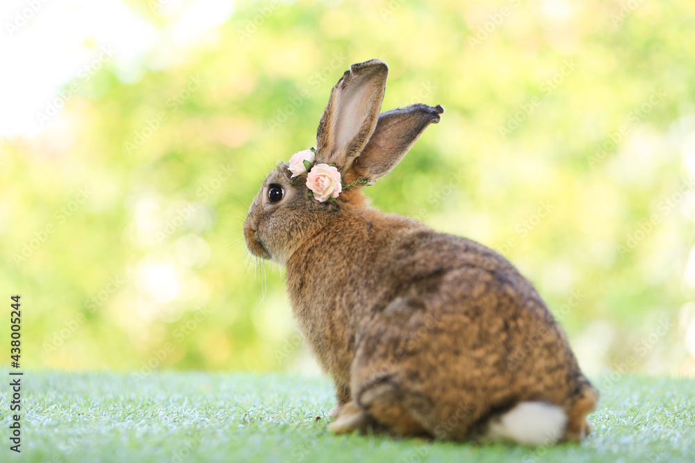 Fototapeta premium Adult rabbit sits on green graas in nature bokeh as background. Lovely mature bunny wears flower wreath on its head. Cute pet photo.