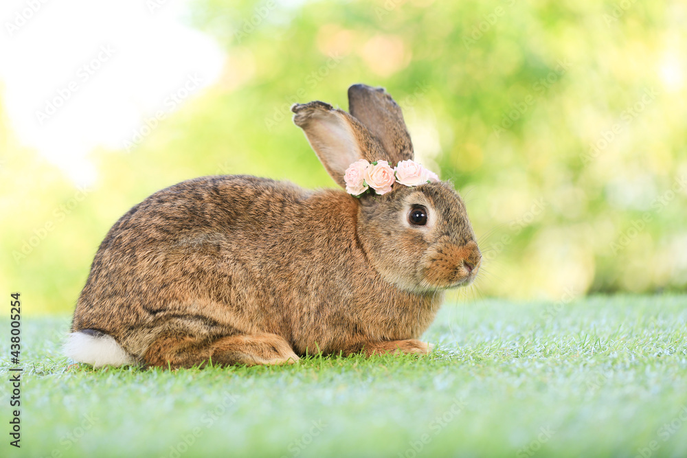 Fototapeta premium Adult rabbit sits on green graas in nature bokeh as background. Lovely mature bunny wears flower wreath on its head. Cute pet photo.