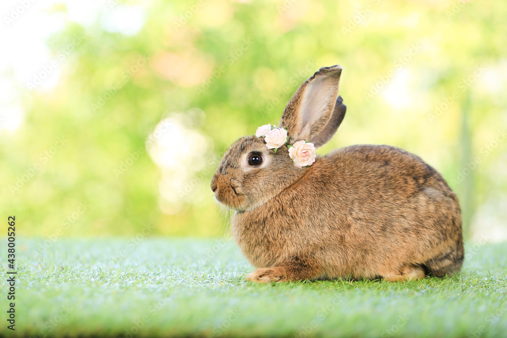 Fototapeta premium Adult rabbit sits on green graas in nature bokeh as background. Lovely mature bunny wears flower wreath on its head. Cute pet photo.