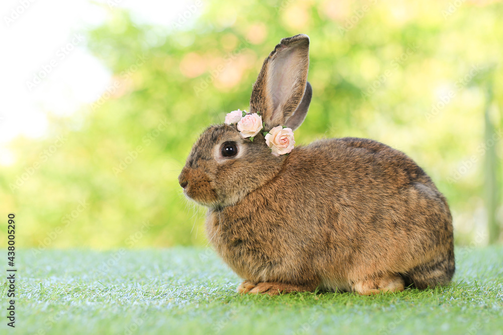 Adult rabbit sits on green graas in nature bokeh as background. Lovely mature bunny wears flower wreath on its head. Cute pet photo. Adult rabbit sits on green graas in nature bokeh as background. Lovely mature bunny wears flower wreath on its head. Cute pet photo.