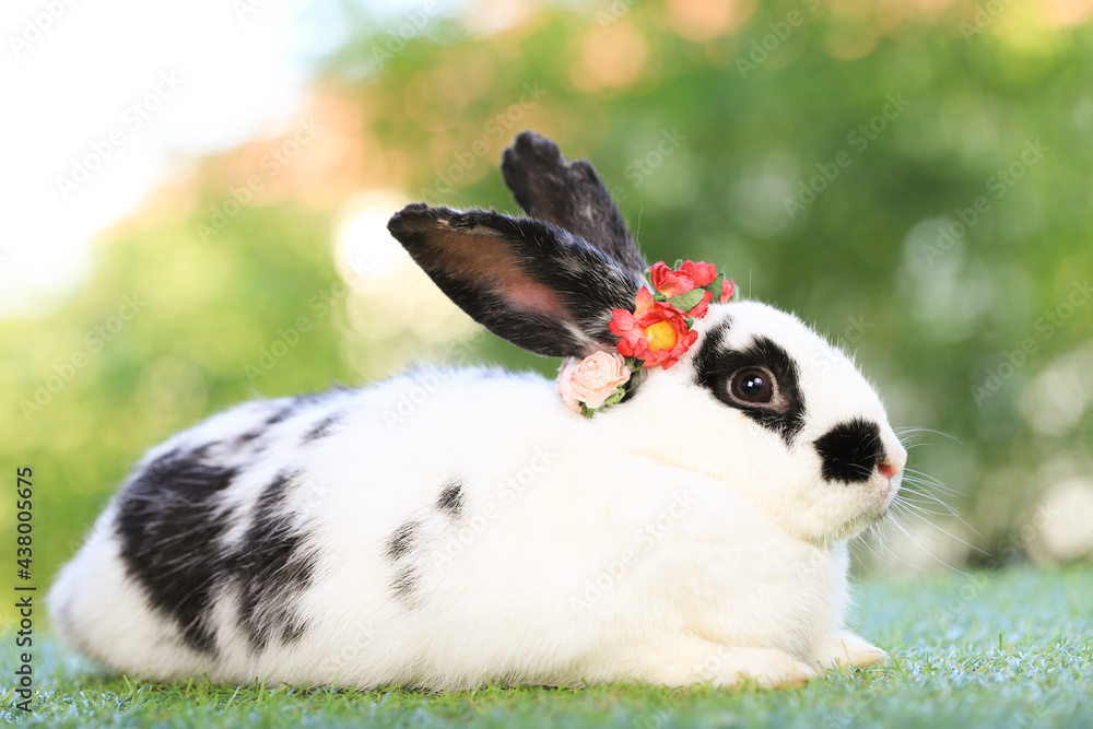 Adult rabbit sits on green graas in nature bokeh as background. Lovely mature bunny wears flower wreath on its head. Cute pet photo. Adult rabbit sits on green graas in nature bokeh as background. Lovely mature bunny wears flower wreath on its head. Cute pet photo.