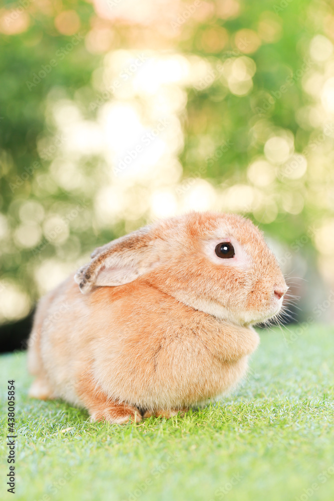 Adult rabbit sits on green graas in nature bokeh as background. Lovely mature bunny wears flower wreath on its head. Cute pet photo. Adult rabbit sits on green graas in nature bokeh as background. Lovely mature bunny wears flower wreath on its head. Cute pet photo.