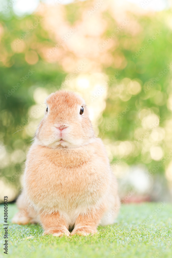 Adult rabbit sits on green graas in nature bokeh as background. Lovely mature bunny wears flower wreath on its head. Cute pet photo. Adult rabbit sits on green graas in nature bokeh as background. Lovely mature bunny wears flower wreath on its head. Cute pet photo.