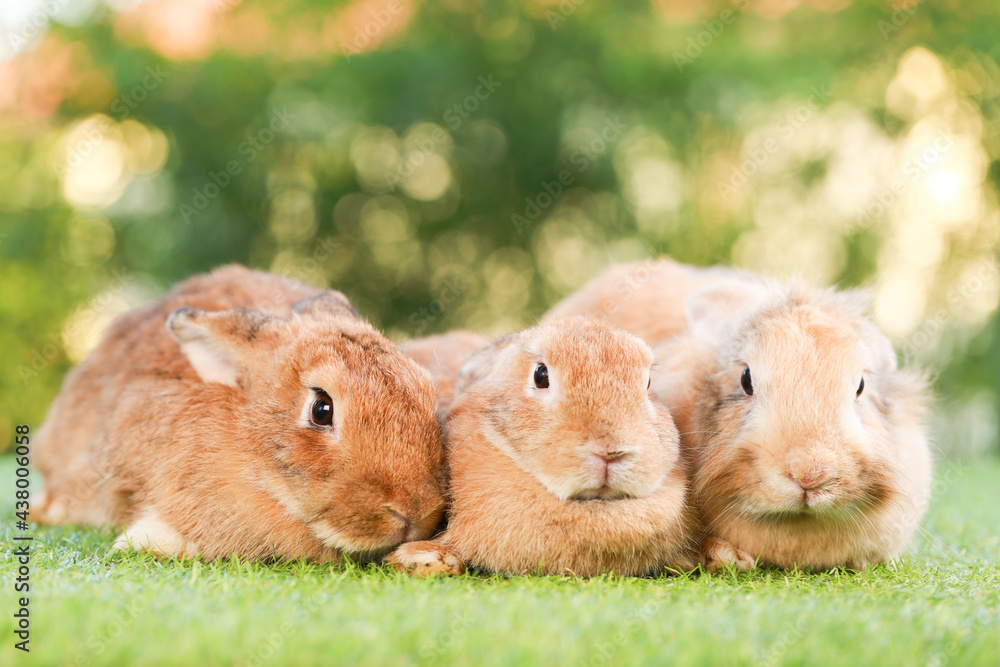 Adult rabbit sits on green graas in nature bokeh as background. Lovely mature bunny wears flower wreath on its head. Cute pet photo.