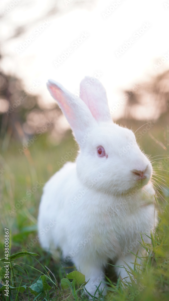 Rabbit in grass field in nautre. Bunny plaay lively in forest in sunset safely. Rabbit in grass field in nautre. Bunny plaay lively in forest in sunset safely.