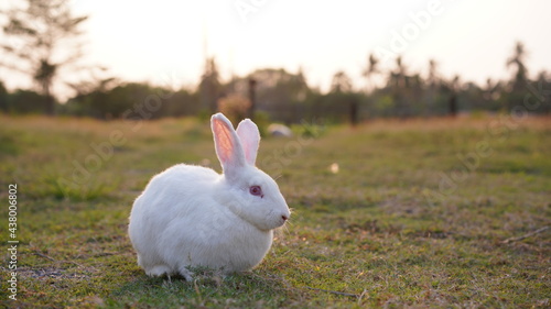Rabbit in grass field in nautre. Bunny plaay lively in forest in sunset safely. © soultkd