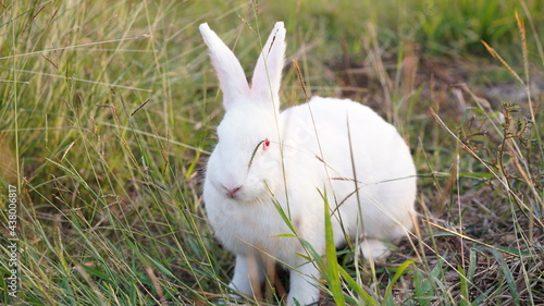 Rabbit in grass field in nautre. Bunny plaay lively in forest in sunset safely. photo