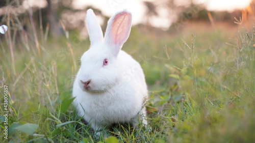 Rabbit in grass field in nautre. Bunny plaay lively in forest in sunset safely.