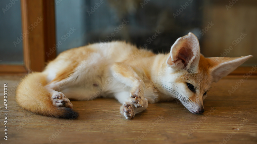 Fennec fox, the smallest fox, with large ears. Desert Adaptation dwell