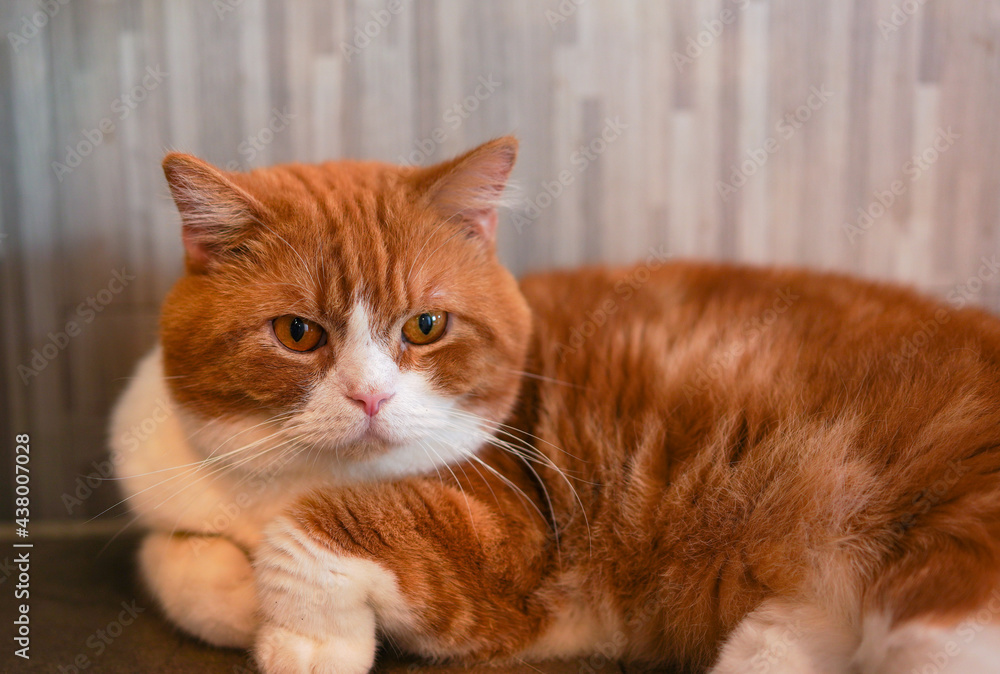 American short hair brown cat in cat cafe or pet restaurant. Home furry famous pet with short ears and love tender animal friend.