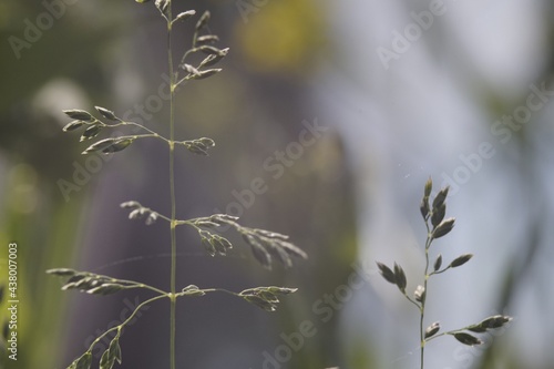 Photo of a plant, grass. The species is a bluegrass of the grass family. After flowering, an ear with seeds begins to form. The background is blurred, with meadow grass and sky in the background.