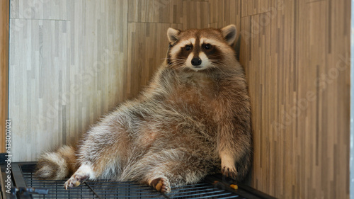 Raccoon, furry fat funny animal with short ears and long tail. medium-sized mammal native to North America.