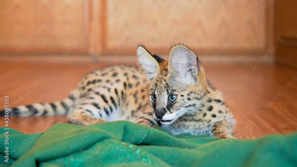 Serval cat, African native cat in  North Africa and the Sahel, Saharan countries except rainforest regions. Yellow fur with black dot and big fluffy ears at home.