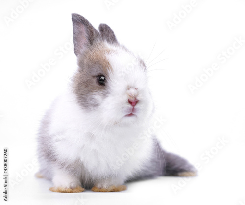 White and brown cute baby rabbit on whte background. Little lovely bunny sits action. Easter or new born occasion. Furry pet.