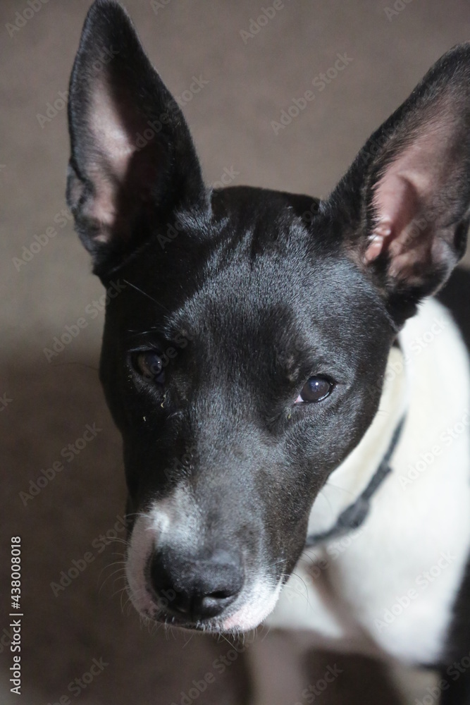 Black & White Dog Big Ears