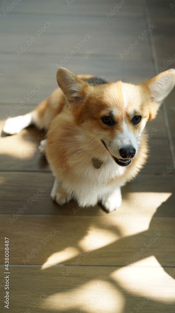 Corgi in modern house. Pembroke Welsh Corgi, originated in Pembrokeshire, Wales.  Welsh Corgi or Cardigan Welsh Corgi descend from northern spitz-type dogs.