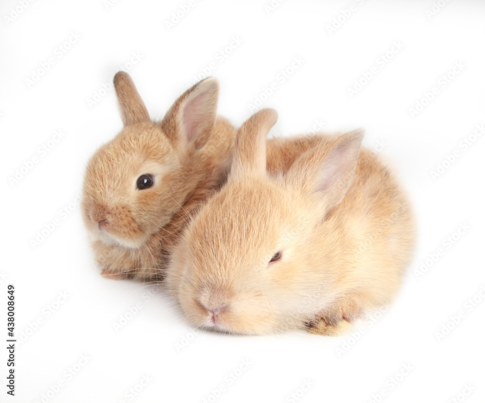 Baby adorable rabbit on white background. Young cute bunny in many action and color. Lovely pet with fluffy hair. Easter brown lovely small rabbit as twin Baby adorable rabbit on white background. Young cute bunny in many action and color. Lovely pet with fluffy hair. Easter brown lovely small rabbit as twin
