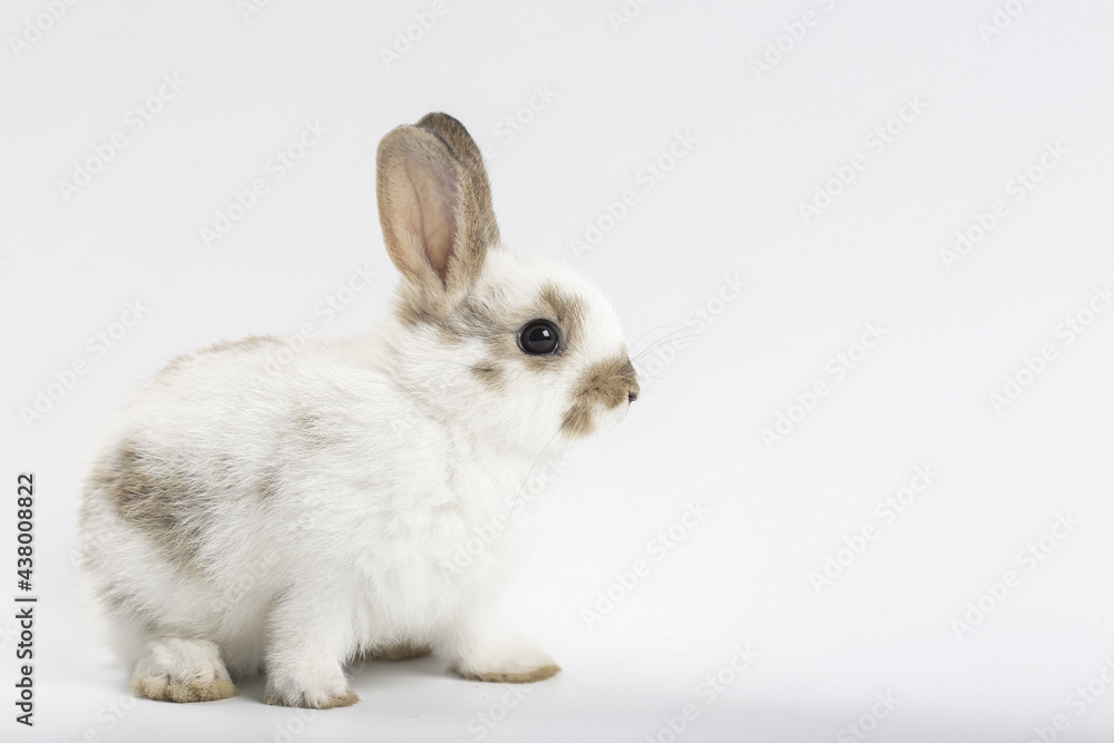 Young adorable bunny sits on white background. Cute baby rabbit for Easter and new born celebretion. 1 month pet Young adorable bunny sits on white background. Cute baby rabbit for Easter and new born celebretion. 1 month pet