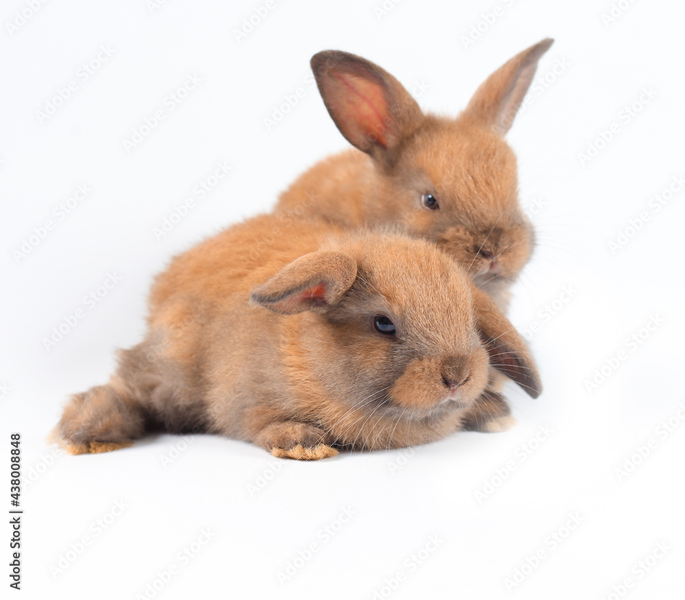 Young adorable bunny sits on white background. Cute baby rabbit for Easter and new born celebretion. 1 month pet Young adorable bunny sits on white background. Cute baby rabbit for Easter and new born celebretion. 1 month pet