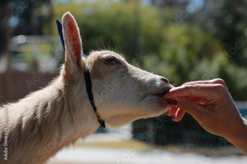 Goat Eating