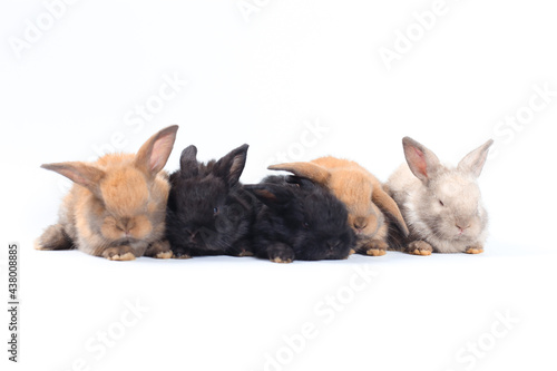 Young adorable bunny sits on white background. Cute baby rabbit for Easter and new born celebretion.  1  month pet