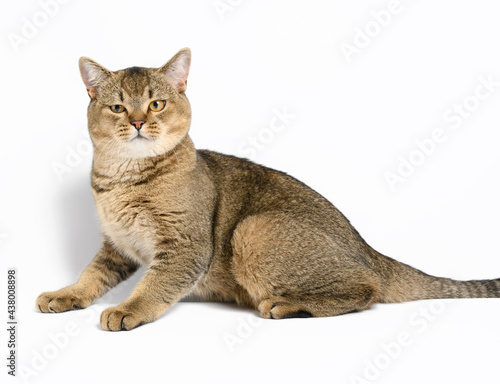 adult gray Scottish straight chinchilla cat lies on a white background, the animal looks at the camera