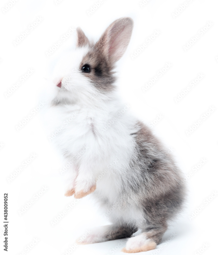 Fototapeta premium Young adorable bunny stand on white background. Cute baby rabbit for Easter and new born celebretion. 1 month pet