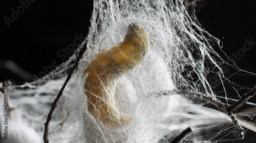 Close up of mature silkworm cocoon on twigs, focused on the silk with backlight, 4k time lapse footage, Chinese agriculture and animal concept, zoom in effect. photo