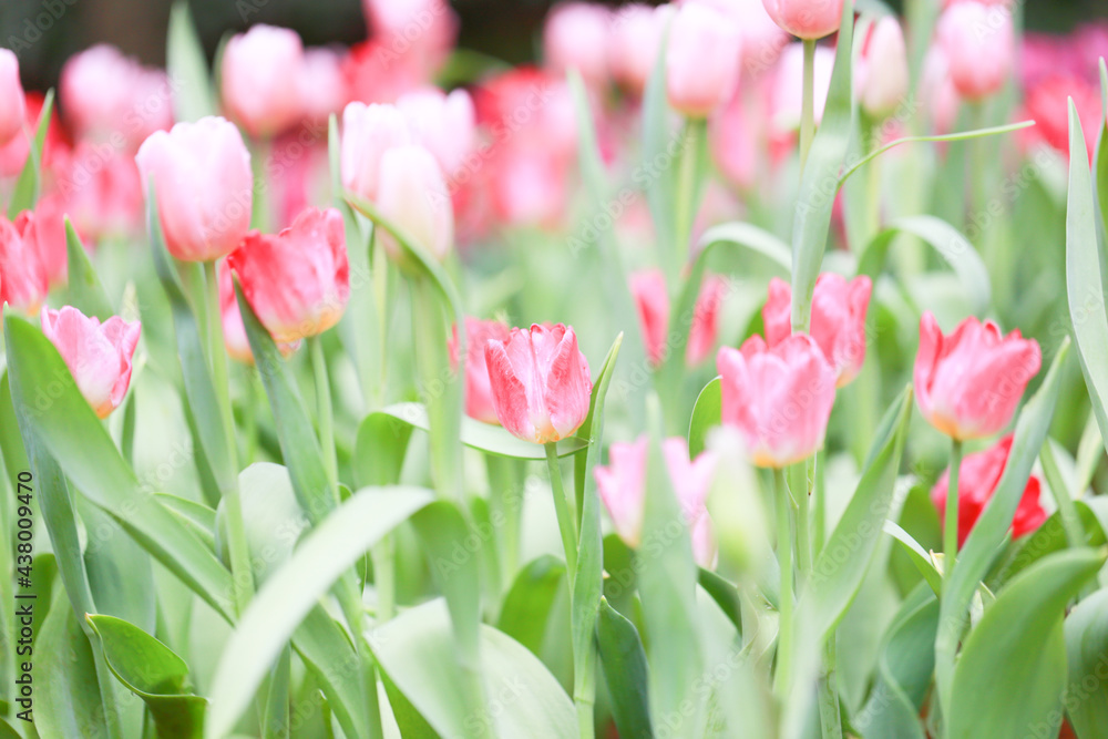 Colorful tulip field, summer flowerwith green leaf with blurred flower as background Colorful tulip field, summer flowerwith green leaf with blurred flower as background